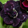 Primula Auricula Nigel - Abriachan Nurseries